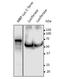 Luciferase antibody, orb334957, Biorbyt, Western Blot image 