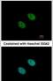 POU Class 2 Homeobox 1 antibody, PA5-28209, Invitrogen Antibodies, Immunofluorescence image 