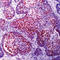 p21 antibody, LS-C87964, Lifespan Biosciences, Immunohistochemistry frozen image 