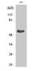 TRAF3 Interacting Protein 3 antibody, A10878-1, Boster Biological Technology, Western Blot image 