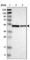 ERGIC And Golgi 3 antibody, NBP1-89882, Novus Biologicals, Western Blot image 