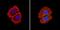 Eukaryotic Translation Initiation Factor 2 Alpha Kinase 2 antibody, PA1-991, Invitrogen Antibodies, Immunofluorescence image 