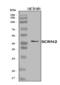 Secernin 2 antibody, A15761-1, Boster Biological Technology, Western Blot image 