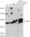 Glycerol-3-Phosphate Dehydrogenase 1 Like antibody, 15-518, ProSci, Western Blot image 