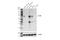 Interleukin 2 Receptor Subunit Beta antibody, 46307S, Cell Signaling Technology, Western Blot image 