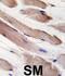Phosphoinositide-3-Kinase Regulatory Subunit 1 antibody, abx033825, Abbexa, Immunohistochemistry frozen image 