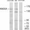 Ankyrin Repeat Domain 30A antibody, A12867, Boster Biological Technology, Western Blot image 