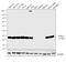 Ubiquitin C-Terminal Hydrolase L1 antibody, PA1-10011, Invitrogen Antibodies, Western Blot image 
