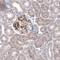 Laminin subunit beta-3 antibody, NBP2-46622, Novus Biologicals, Immunohistochemistry paraffin image 