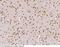 Calcium/Calmodulin Dependent Protein Kinase IV antibody, 50838-RP02, Sino Biological, Immunohistochemistry paraffin image 