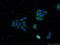 Growth Factor Receptor Bound Protein 10 antibody, 16622-1-AP, Proteintech Group, Immunofluorescence image 