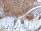 High Mobility Group Box 1 antibody, NBP2-27401, Novus Biologicals, Immunohistochemistry paraffin image 