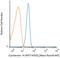 Keratin 14 antibody, NBP2-47720AF647, Novus Biologicals, Flow Cytometry image 