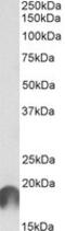 Anaphase Promoting Complex Subunit 11 antibody, MBS423460, MyBioSource, Western Blot image 