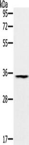 Tripartite Motif Containing 40 antibody, TA351606, Origene, Western Blot image 