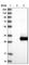 Calcium Binding Protein 7 antibody, HPA016439, Atlas Antibodies, Western Blot image 