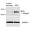 T-Box 3 antibody, 27-859, ProSci, Western Blot image 