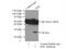 Isopentenyl-Diphosphate Delta Isomerase 1 antibody, 11166-2-AP, Proteintech Group, Immunoprecipitation image 