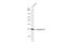 Aquaporin 1 (Colton Blood Group) antibody, GTX132870, GeneTex, Western Blot image 
