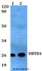 Ubiquitin Domain Containing 1 antibody, A16697, Boster Biological Technology, Western Blot image 