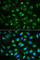 Interleukin 7 antibody, A1650, ABclonal Technology, Immunofluorescence image 