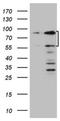 SP110 Nuclear Body Protein antibody, NBP2-45919, Novus Biologicals, Western Blot image 