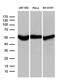 Rho GDP Dissociation Inhibitor Alpha antibody, MA5-27385, Invitrogen Antibodies, Western Blot image 