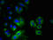 Myeloid Associated Differentiation Marker antibody, LS-C376170, Lifespan Biosciences, Immunofluorescence image 