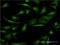 Cobalamin Binding Intrinsic Factor antibody, LS-C197295, Lifespan Biosciences, Immunofluorescence image 