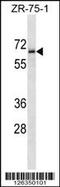 Transmembrane Protein 117 antibody, 58-416, ProSci, Western Blot image 