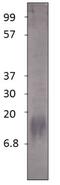 S100 Calcium Binding Protein B antibody, GTX14688, GeneTex, Western Blot image 