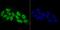 RB Binding Protein 4, Chromatin Remodeling Factor antibody, A02702, Boster Biological Technology, Immunocytochemistry image 