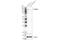 Pleckstrin Homology And RUN Domain Containing M1 antibody, 77092S, Cell Signaling Technology, Western Blot image 