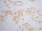 Catenin Beta 1 antibody, STJ96967, St John