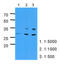 Pyridoxamine 5'-Phosphate Oxidase antibody, MBS200200, MyBioSource, Western Blot image 