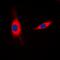 14-3-3 Eta antibody, orb224040, Biorbyt, Immunofluorescence image 