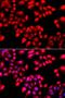 F-Box And WD Repeat Domain Containing 7 antibody, orb373293, Biorbyt, Immunofluorescence image 