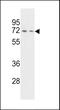 Synaptotagmin Binding Cytoplasmic RNA Interacting Protein antibody, 63-243, ProSci, Western Blot image 