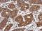 Complement C3a Receptor 1 antibody, GTX114293, GeneTex, Immunohistochemistry paraffin image 