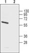 Potassium Voltage-Gated Channel Subfamily A Member 5 antibody, PA5-77650, Invitrogen Antibodies, Western Blot image 