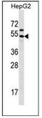 Grainyhead Like Transcription Factor 1 antibody, AP51948PU-N, Origene, Western Blot image 