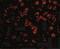 TGF-Beta Activated Kinase 1 (MAP3K7) Binding Protein 1 antibody, NBP1-76595, Novus Biologicals, Immunofluorescence image 