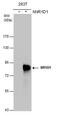 Nuclear Receptor Subfamily 1 Group D Member 1 antibody, PA5-29865, Invitrogen Antibodies, Western Blot image 