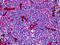 Complement C5a Receptor 1 antibody, 51-991, ProSci, Immunohistochemistry frozen image 