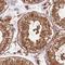 Tripartite Motif Containing 32 antibody, NBP2-13484, Novus Biologicals, Immunohistochemistry frozen image 