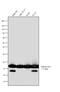 H3 Histone Family Member 3B antibody, PA5-22388, Invitrogen Antibodies, Western Blot image 
