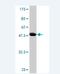 RAB30, Member RAS Oncogene Family antibody, H00027314-M03, Novus Biologicals, Western Blot image 