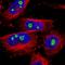 Chromosome 1 Open Reading Frame 210 antibody, NBP1-81061, Novus Biologicals, Immunofluorescence image 