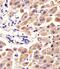 Alpha 2-HS Glycoprotein antibody, 55-038, ProSci, Immunohistochemistry frozen image 