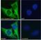 Clusterin antibody, NBP1-06027, Novus Biologicals, Immunocytochemistry image 